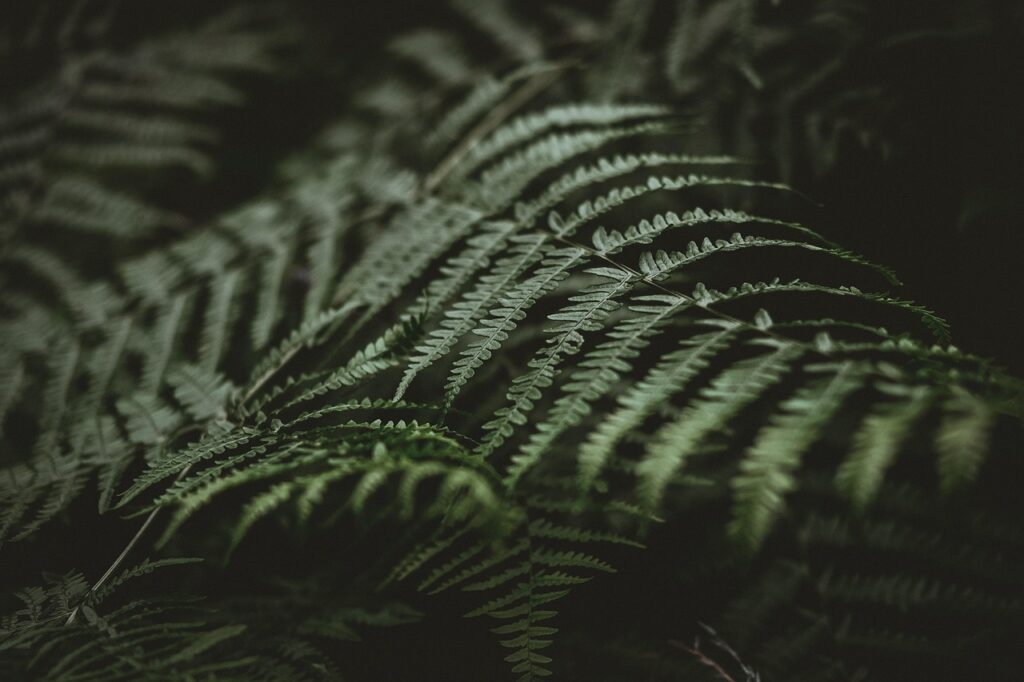 ferns, leaves, green, nature, plants, forest, flora, botany, ferns, green, green, green, green, green, forest, forest
