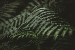 ferns, leaves, green, nature, plants, forest, flora, botany, ferns, green, green, green, green, green, forest, forest
